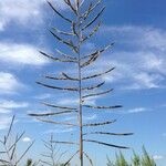 Spartina cynosuroides Hábito