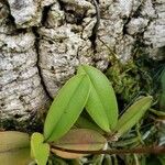 Bulbophyllum pecten-veneris Foglia