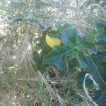 Solanum anguivi 葉