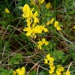 Genista pilosa Hábitos