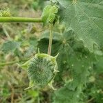 Abutilon grandiflorum Gyümölcs