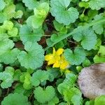 Lysimachia nummularia Flower