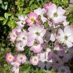 Rosa setigera Flors