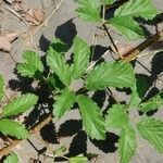 Rubus ulmifoliusBlad