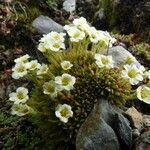 Saxifraga muscoides Fula