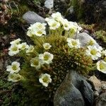 Saxifraga muscoides Bloem