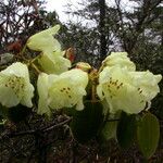 Rhododendron campylocarpum Характер