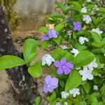 Brunfelsia uniflora Kwiat