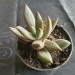 Dudleya greenei 叶