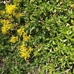 Sedum praealtum Flor