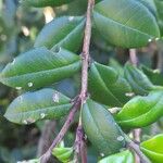 Luma apiculata ᱥᱟᱠᱟᱢ