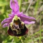 Ophrys fuciflora പുഷ്പം