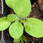 Petunia x atkinsiana ഇല
