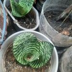 Sansevieria trifasciata পাতা