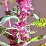 Amaranthus hybridus Прочее