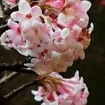 Viburnum × bodnantense Blomma