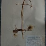 Clematis connata Otro