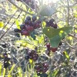 Smilax aspera Likasa