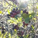 Smilax aspera Blad