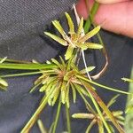 Cyperus distans Flower