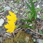 Sternbergia luteaFlower