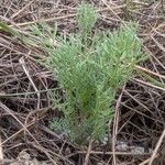 Platycapnos spicata 葉