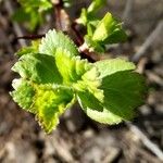 Crataegus marshallii Leaf