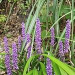 Liriope spicata Flower