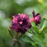 Adenium multiflorum Virág