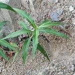 Persicaria senegalensis Leaf