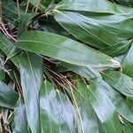 Indocalamus tessellatus Leaf