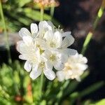 Armeria pseudarmeria Õis