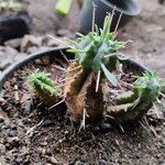 Euphorbia pulvinata Leht