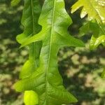 Quercus lobata Leaf