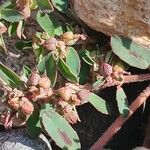 Euphorbia maculata Fruit