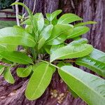 Tabebuia rosea Ліст