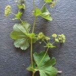 Alchemilla glabra Hábito