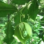 Mkilua fragrans Flower