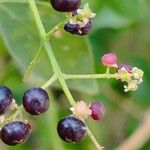 Salvadora persica Fruit