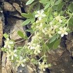 Potentilla caulescens Blüte