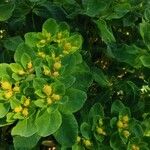 Euphorbia epithymoides Õis
