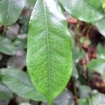 Trilepisium madagascariense Jani