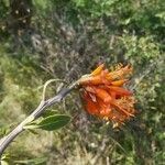 Fouquieria formosa Flower