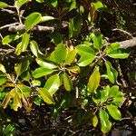 Quadrella cynophallophora Hoja