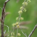 Pupalia lappacea Flower