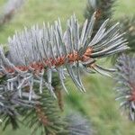 Picea engelmannii ᱥᱟᱠᱟᱢ