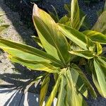 Alpinia zerumbet Φύλλο