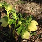 Helleborus viridis Хабит