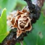 Betula humilis Fruto