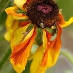 Rudbeckia hirtaBloem